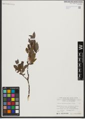 Foto von Salix waldsteiniana Willd.